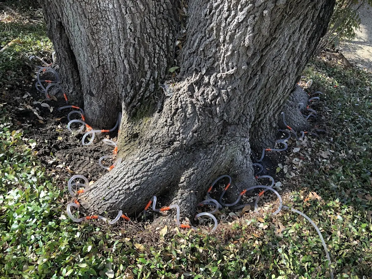 Detailed Tree Cabling and Bracing job site in Cardwell