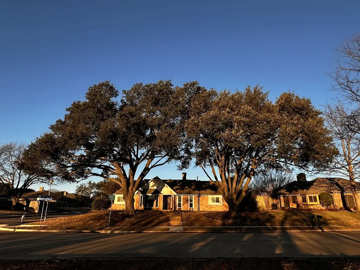 Established residential canopy tree shading a home in Cardwell
